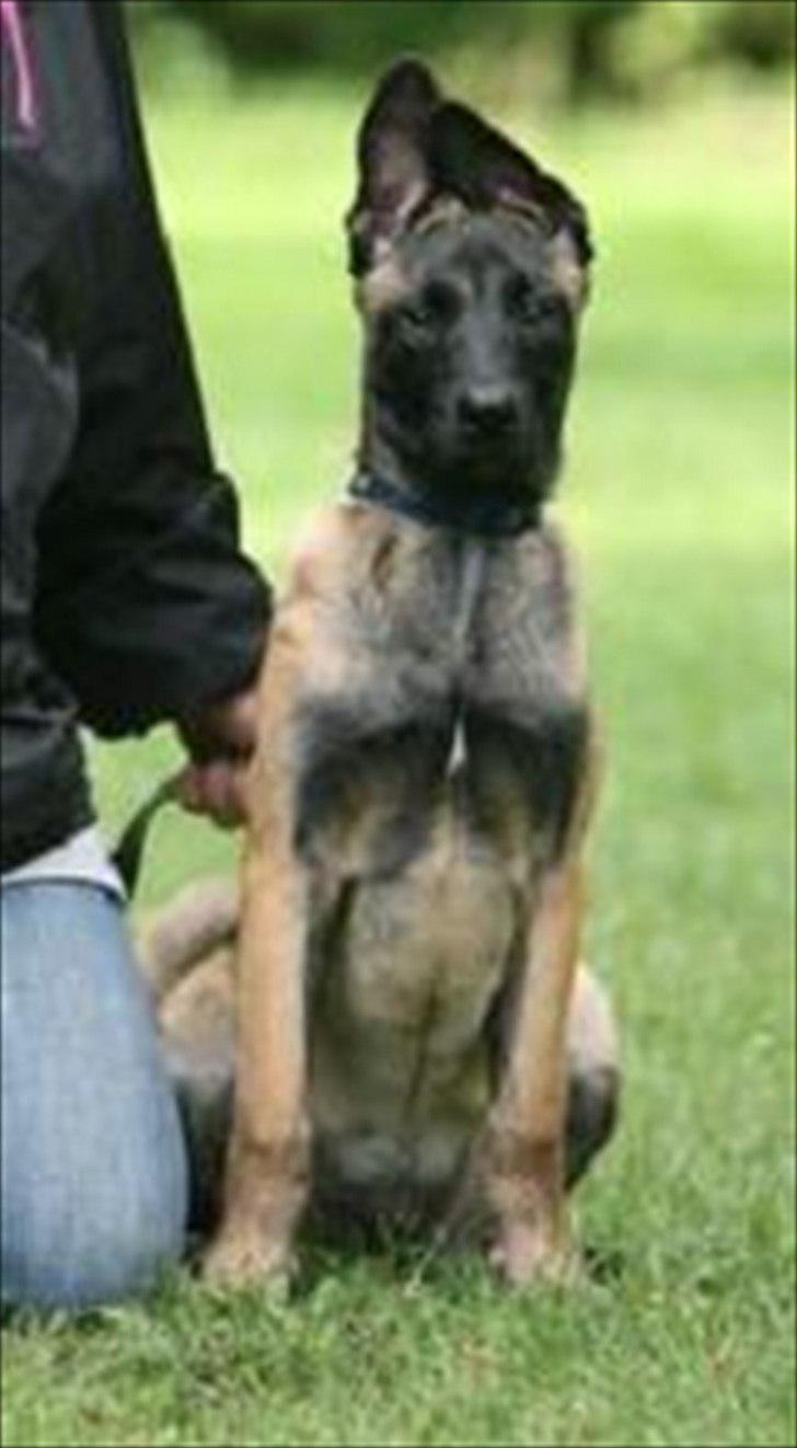 Malinois Malthe (Søholm's Funny Boy) billede 6