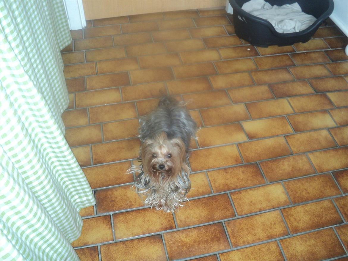 Yorkshire terrier Fiffi - "Jeg vil gerne med ud og gå en tur!" billede 10