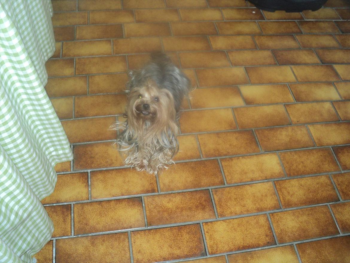 Yorkshire terrier Fiffi - "Tager du mig med?" billede 11