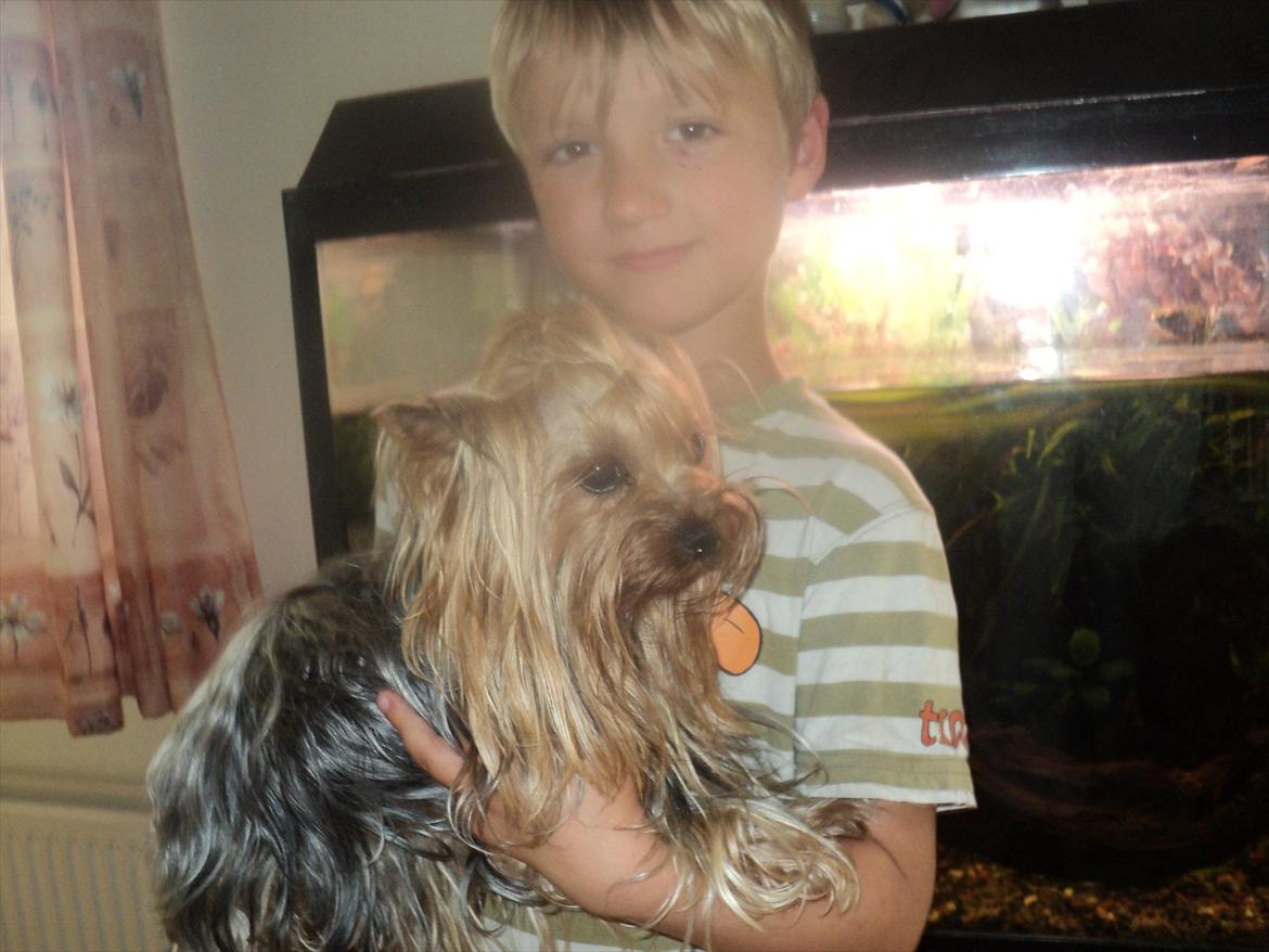 Yorkshire terrier Fiffi - Sebastian spørger "hvorfor er hun så tung?" Fiffi er nu med hvalpe :D billede 14