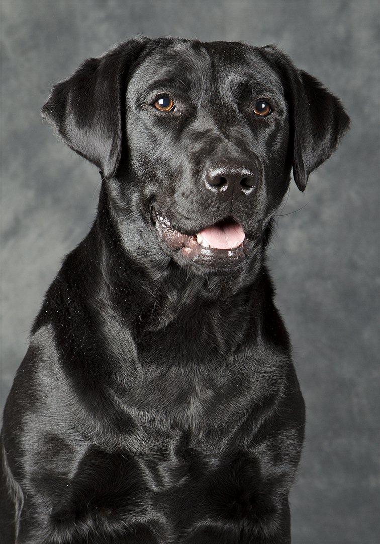 Labrador retriever Kiblans Jessie billede 1