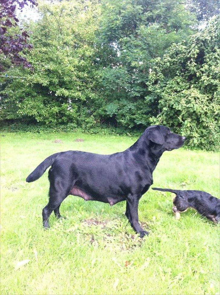 Labrador retriever Kiblans Jessie billede 2