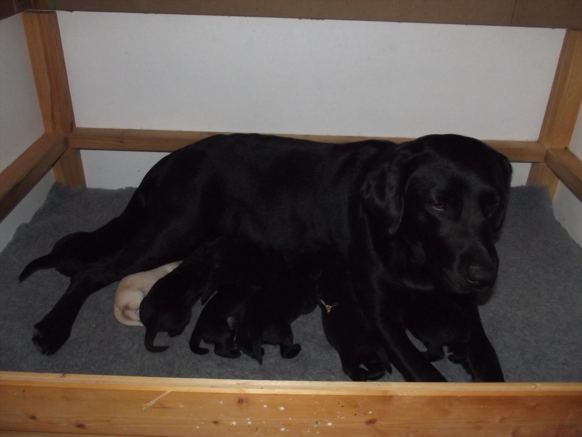 Labrador retriever Kiblans Jessie billede 3