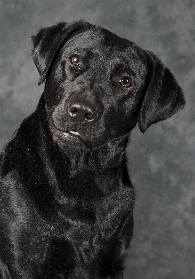 Labrador retriever Kiblans Jessie billede 4