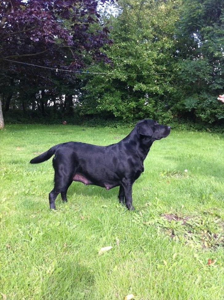 Labrador retriever Kiblans Jessie billede 5