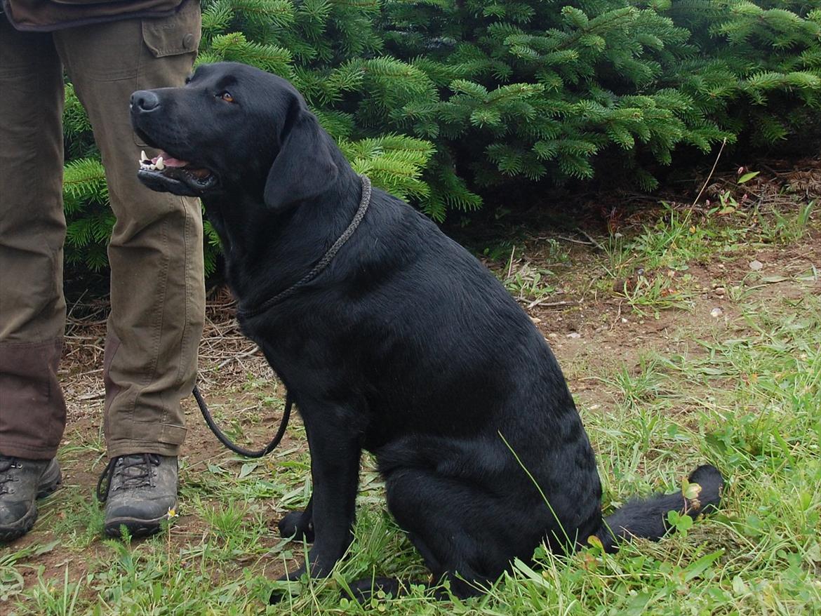Labrador retriever Aiyo - Aiyo knap 2 år gammel billede 10