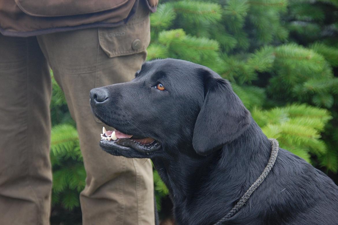 Labrador retriever Aiyo billede 11