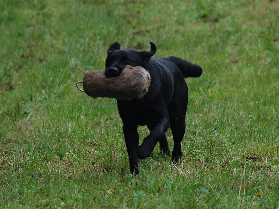 Labrador retriever Aiyo - Træning billede 12