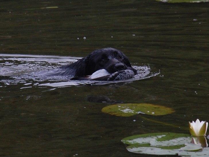 Labrador retriever Aiyo - Aiyo henter due blandt åkanderne på kvalifikationsprøven. billede 13