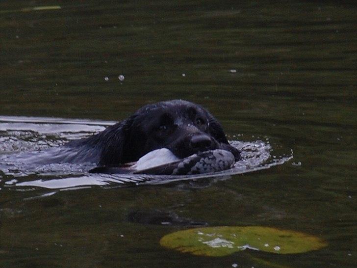 Labrador retriever Aiyo - Aiyo knap 2 år gammel i sit rette element. billede 1