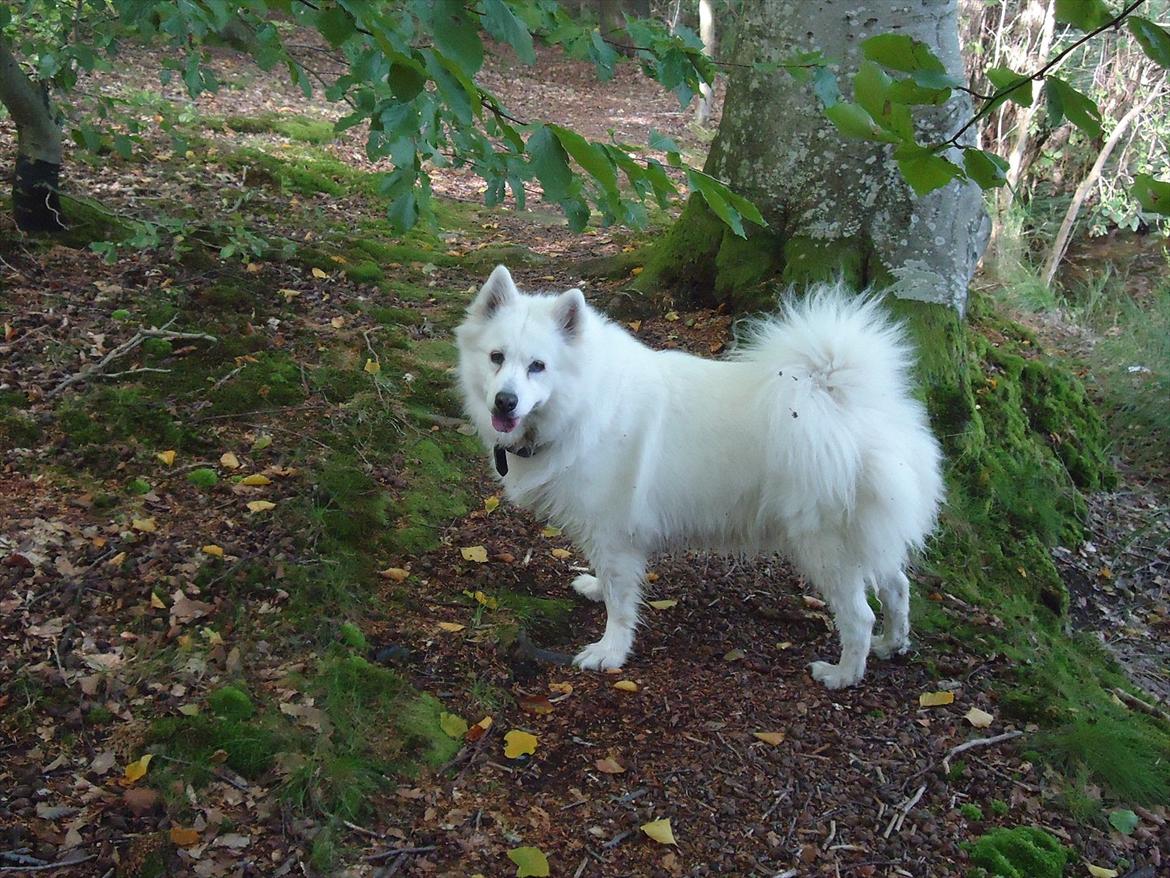 Samojedhund Tilde billede 5