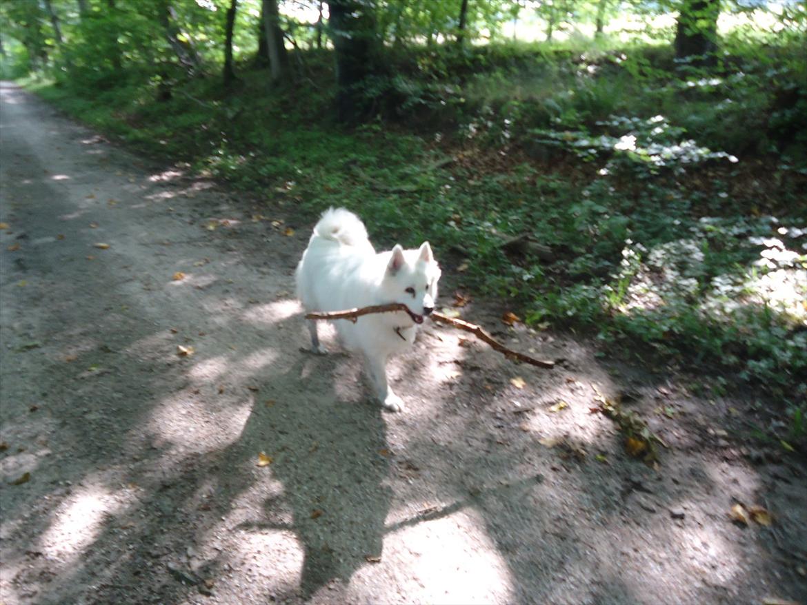 Samojedhund Tilde billede 6