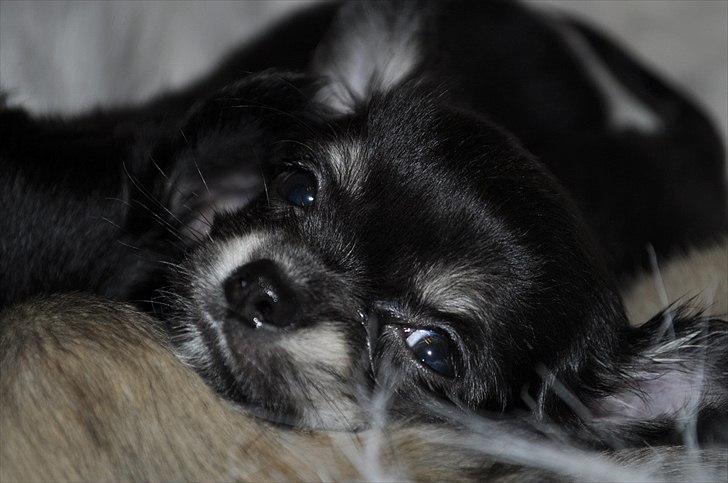 Chihuahua Dream´s Armani billede 11