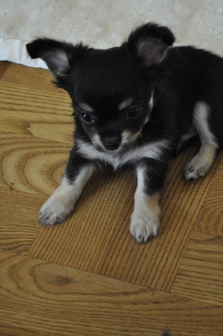 Chihuahua Dream´s Armani billede 16