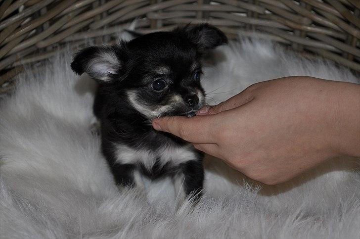 Chihuahua Dream´s Armani billede 17