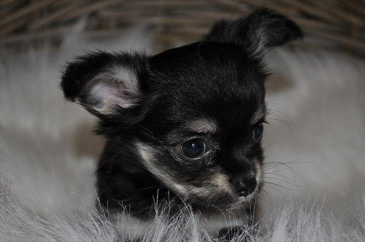 Chihuahua Dream´s Armani billede 12
