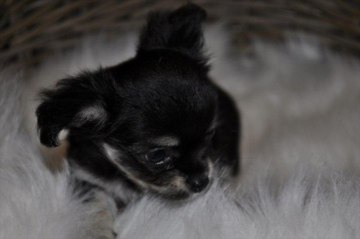 Chihuahua Dream´s Armani billede 15