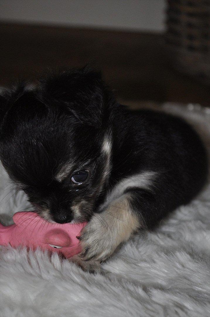 Chihuahua Dream´s Armani billede 18