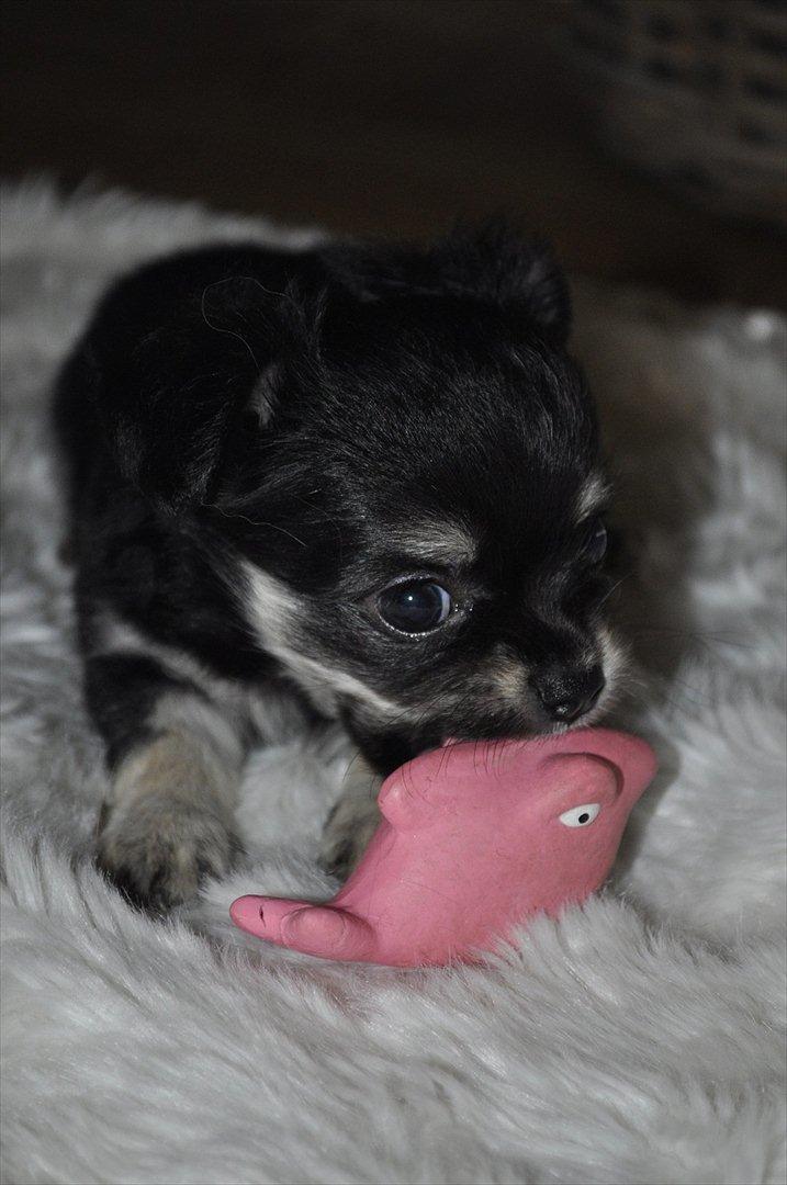 Chihuahua Dream´s Armani billede 19