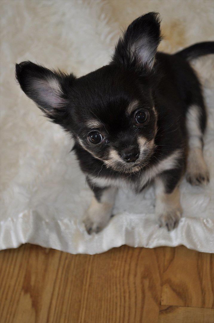 Chihuahua Dream´s Armani billede 14