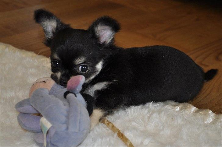 Chihuahua Dream´s Armani billede 13