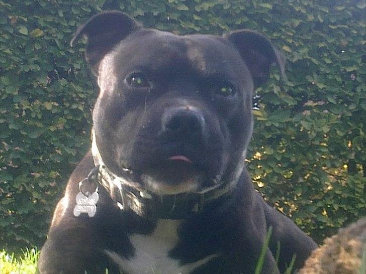 Staffordshire bull terrier Niqo billede 2