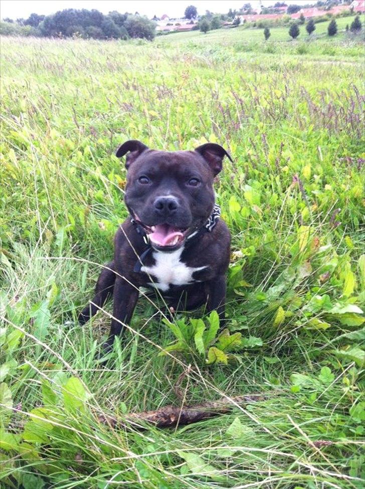 Staffordshire bull terrier Niqo billede 15