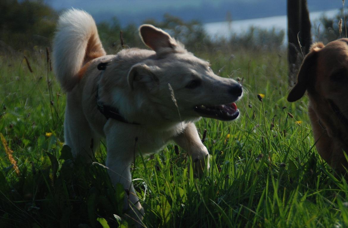 Blanding af racer Bertram - På tur med Lucca. 3. september 2011. billede 20