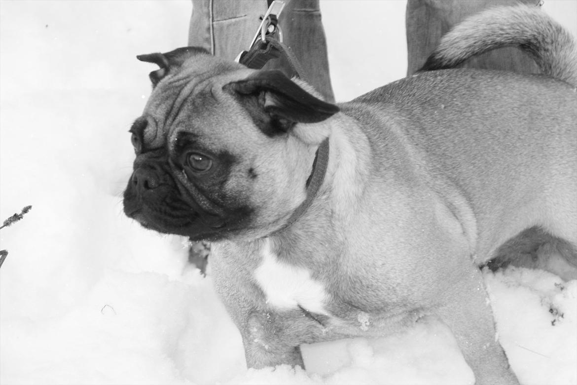 Mops Emma billede 12