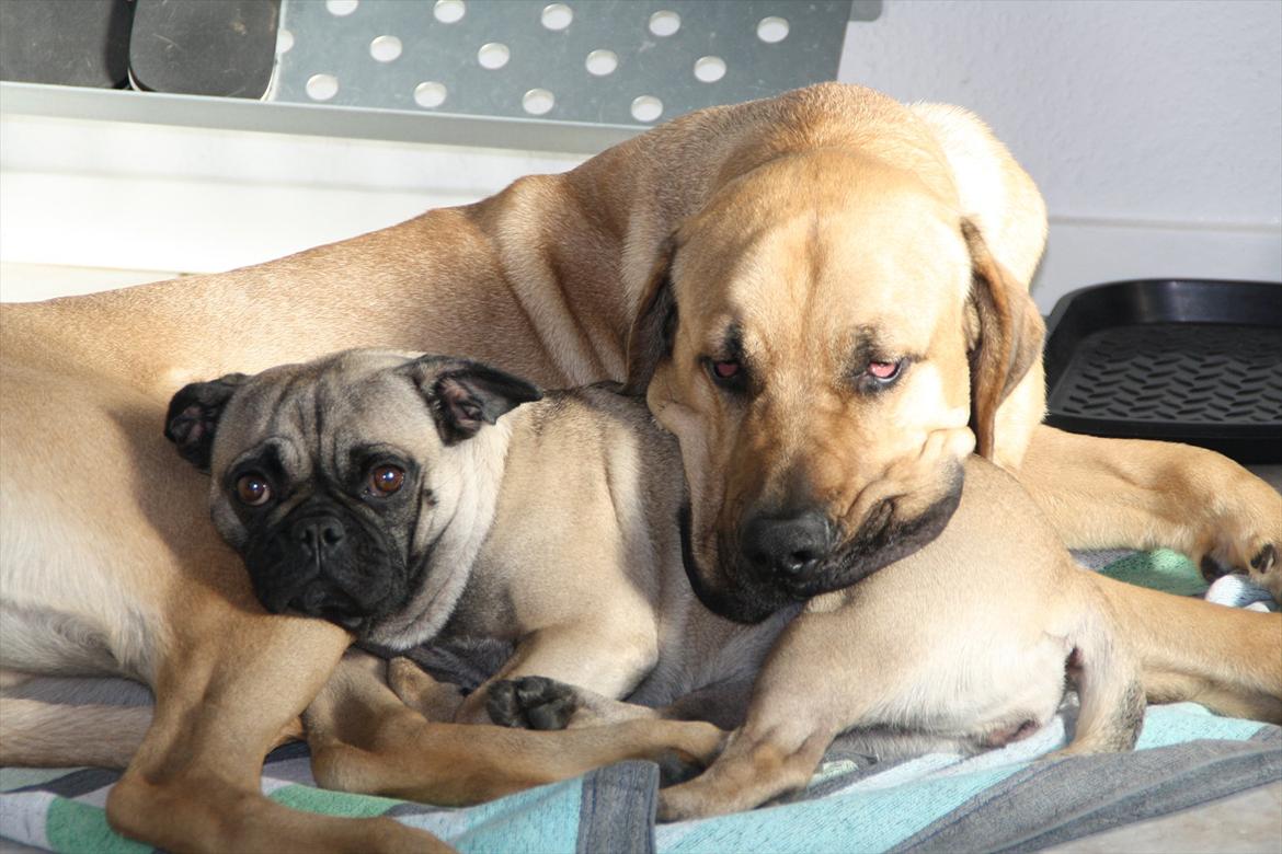 Mops Emma billede 13