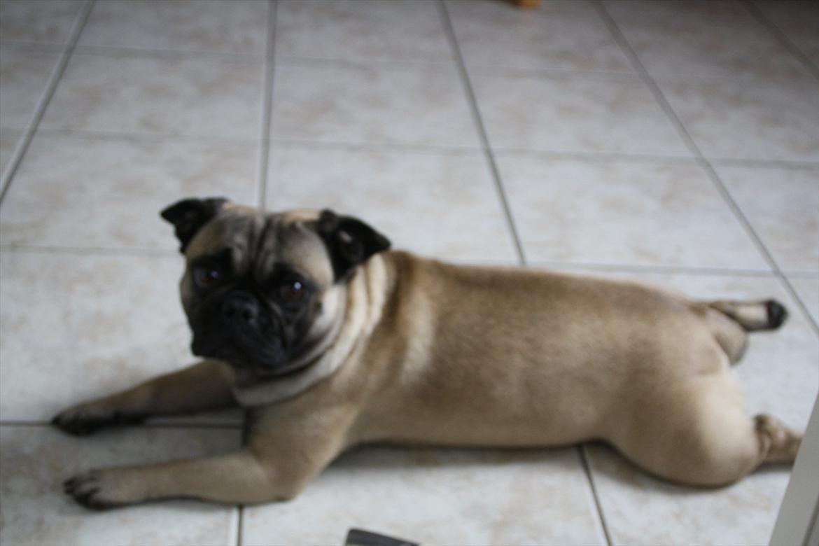 Mops Emma billede 14