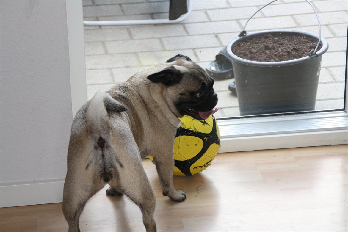 Mops Emma billede 15