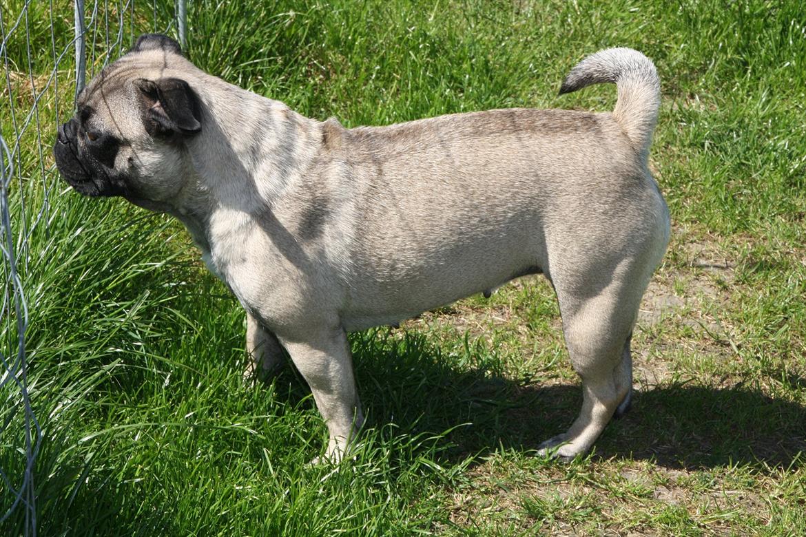 Mops Emma billede 16