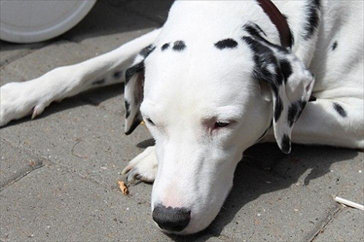 Dalmatiner Rico billede 16