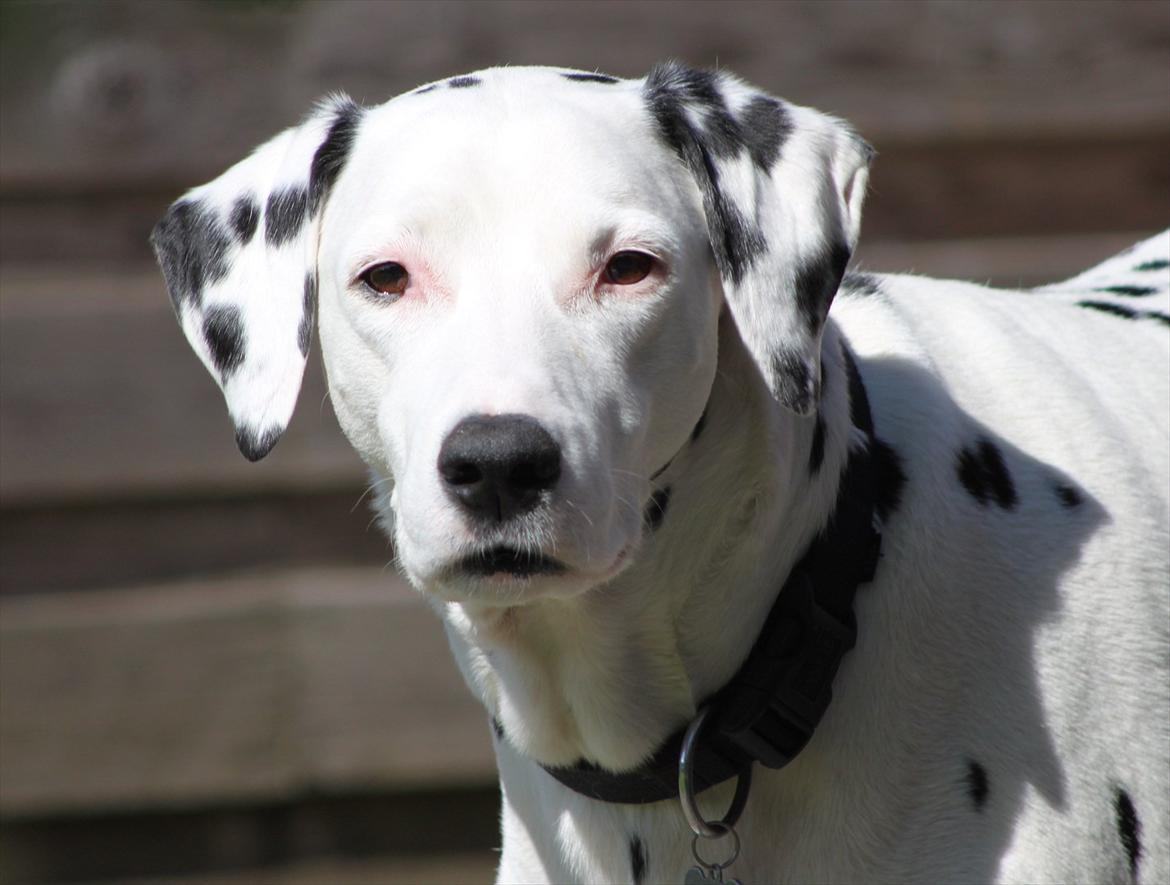 Dalmatiner Rico billede 17