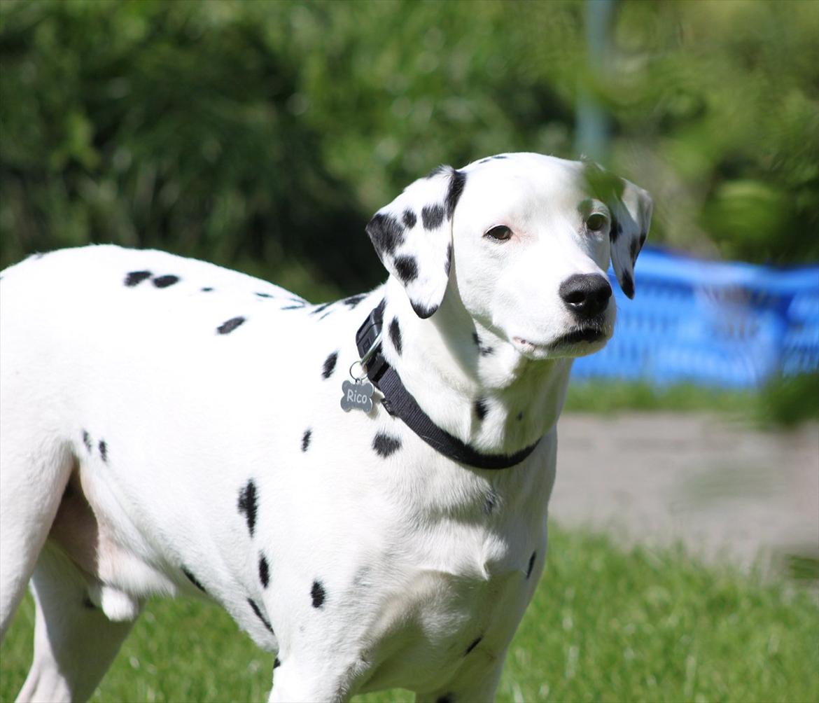 Dalmatiner Rico billede 18