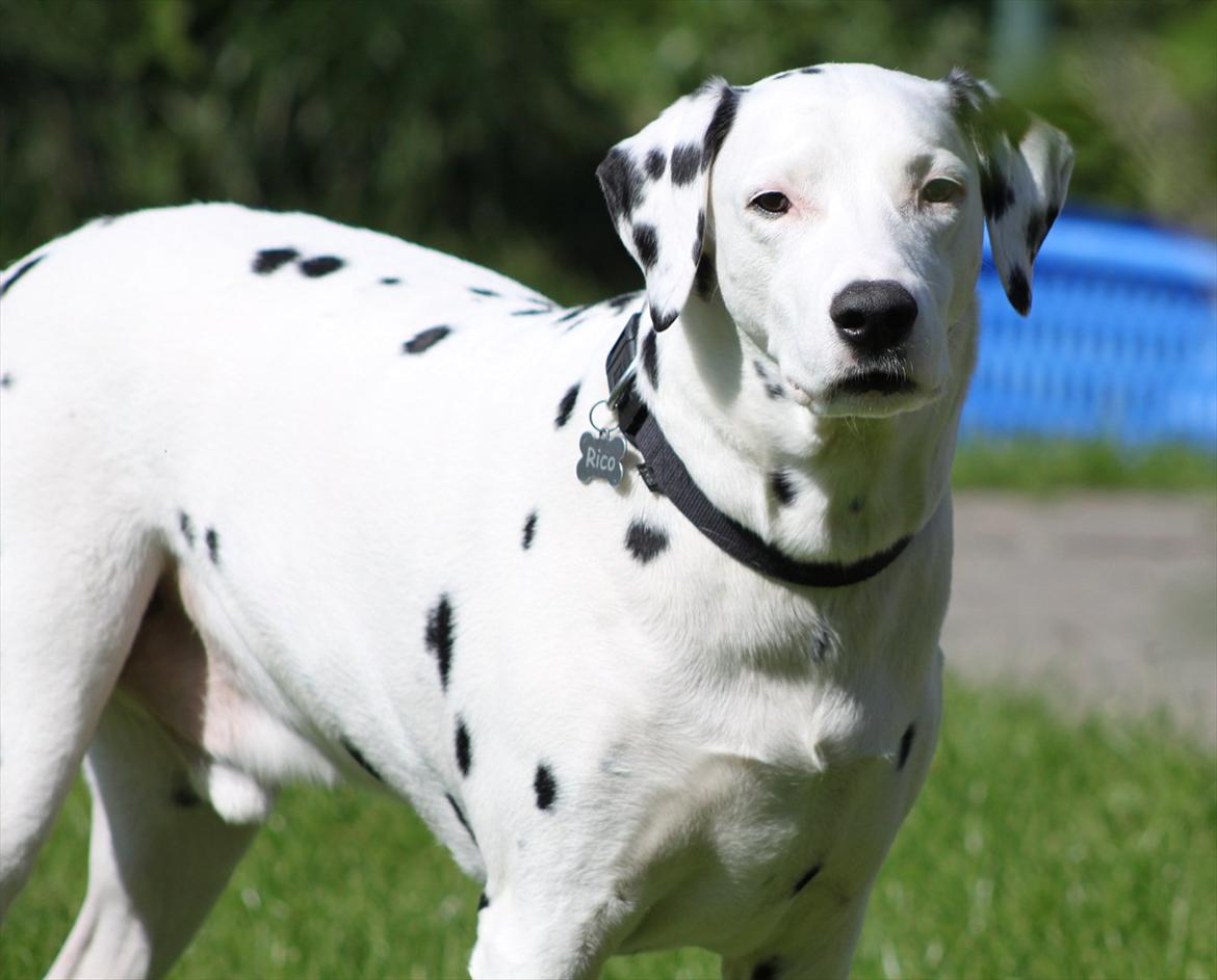 Dalmatiner Rico billede 19