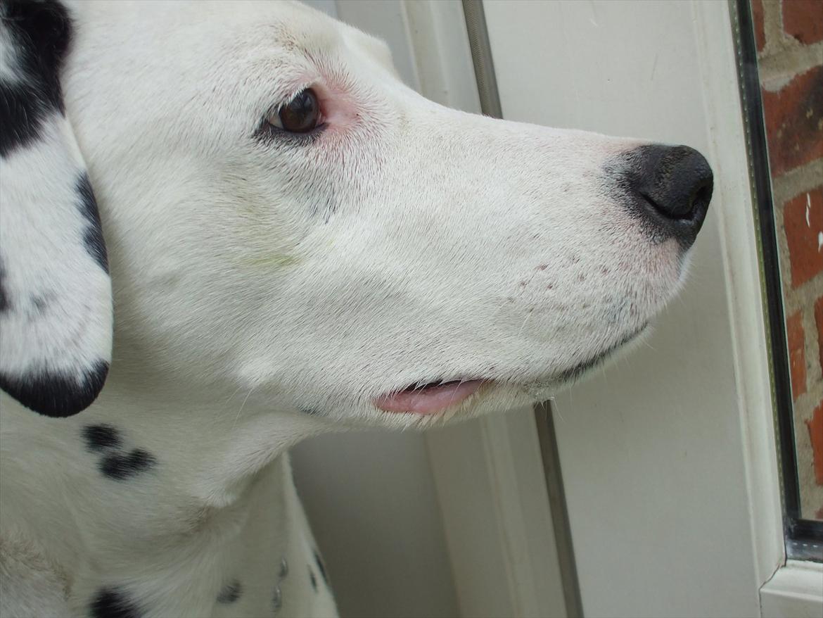 Dalmatiner Rico billede 20