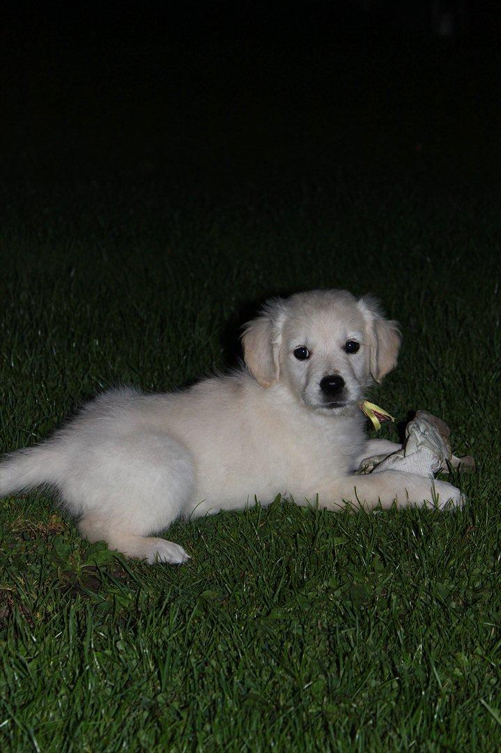Golden retriever Effie/Zoe - Den smukke hvalp<3
 billede 2