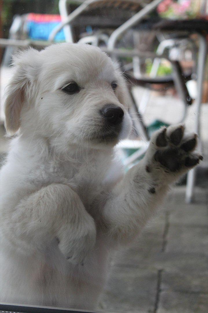 Golden retriever Effie/Zoe - Luk mig ind<3 billede 4