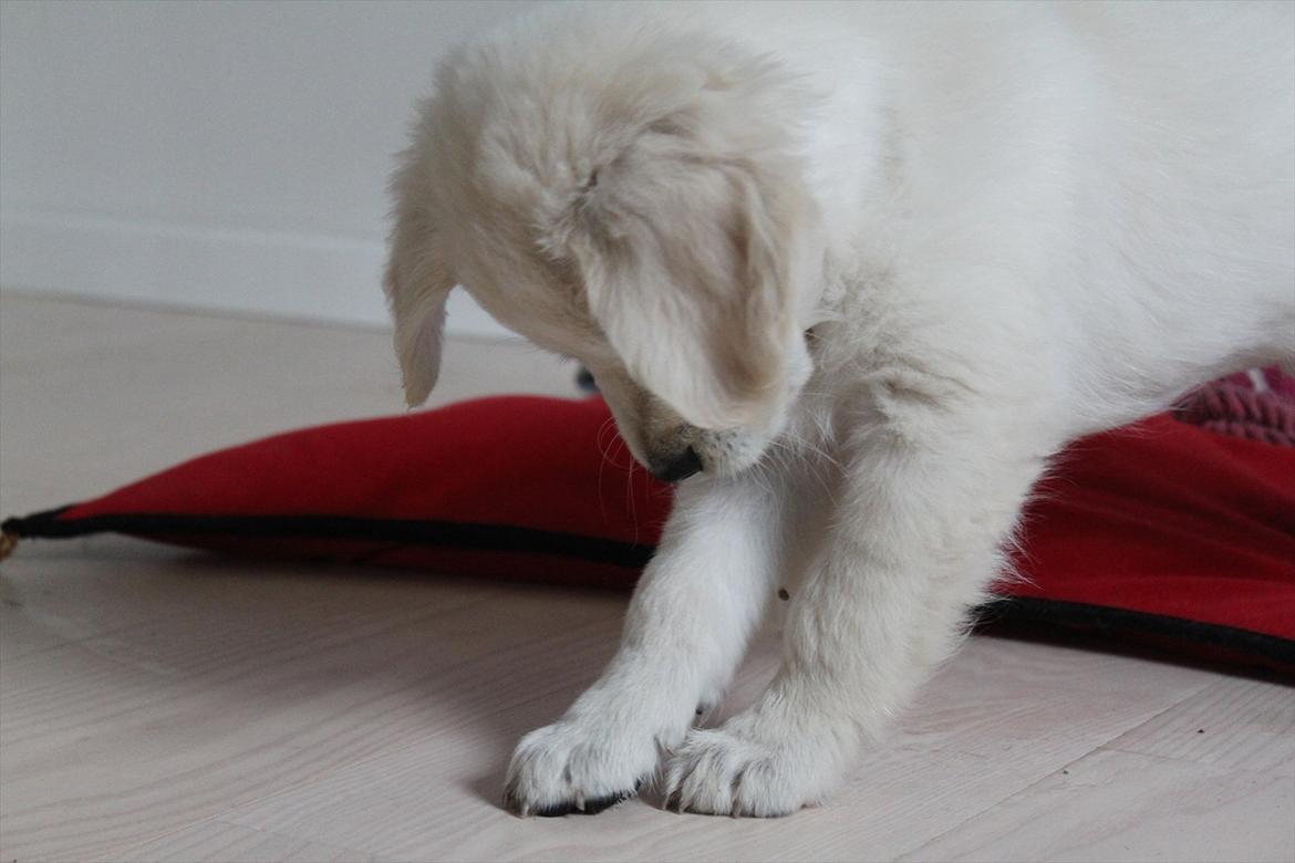 Golden retriever Effie/Zoe - <3 billede 5