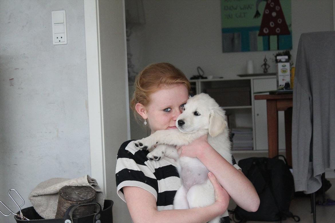 Golden retriever Effie/Zoe - kram<3 billede 7