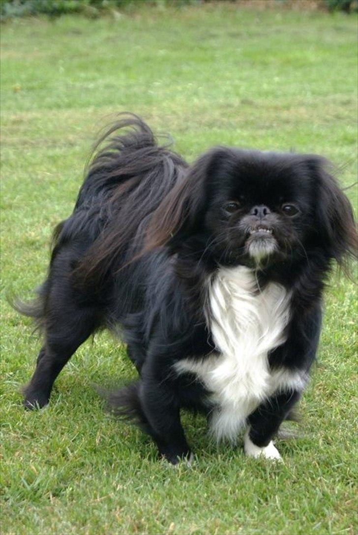 Pekingeser Blackie - Velkommen til Blackies profil :-) billede 1