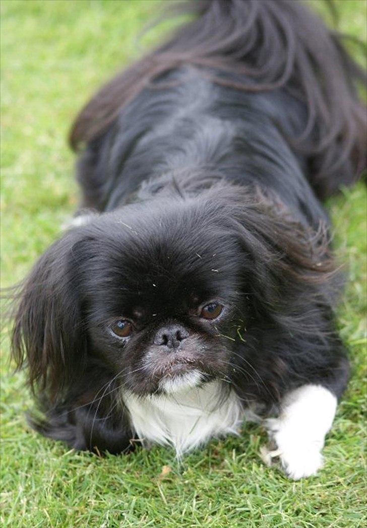 Pekingeser Blackie billede 2