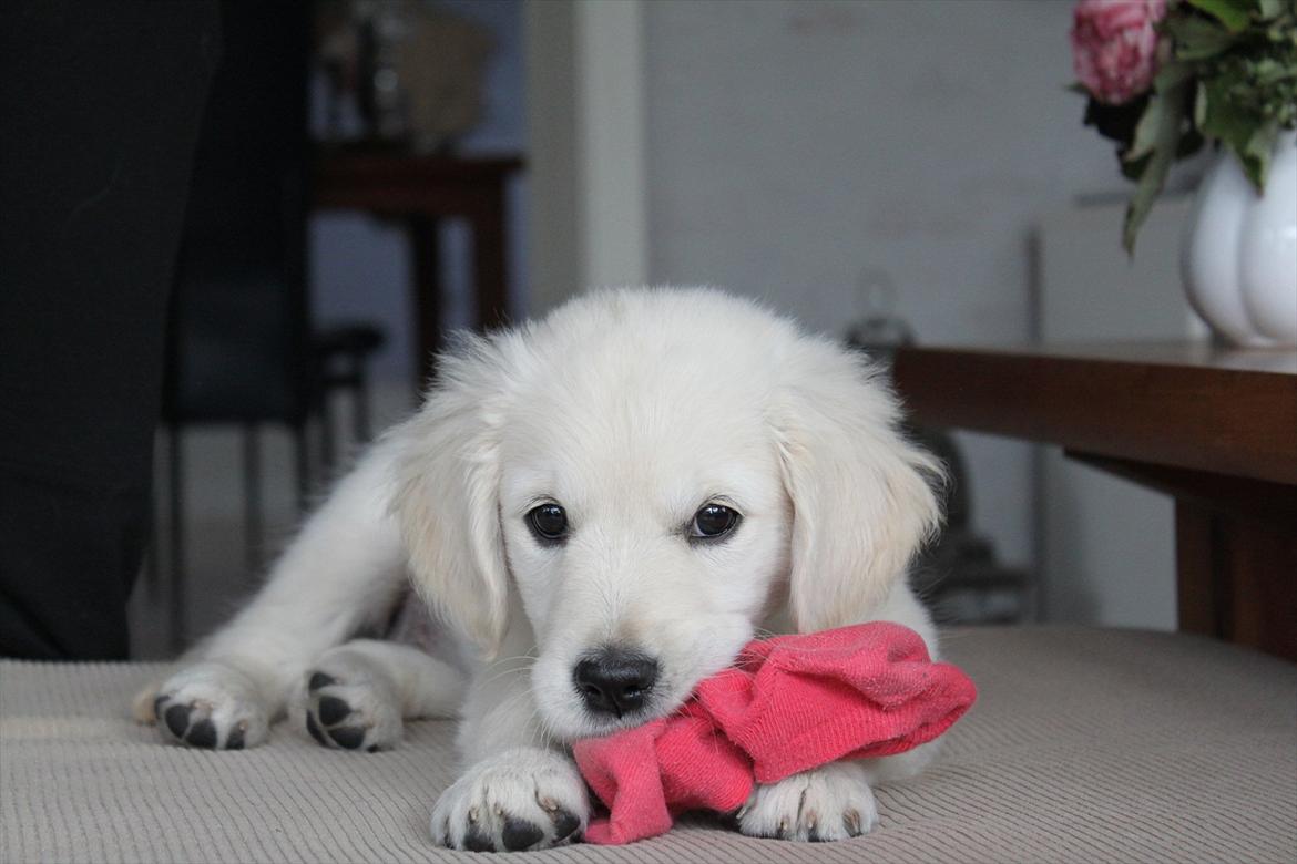 Golden retriever Effie/Zoe - Lækker sok<3 billede 11