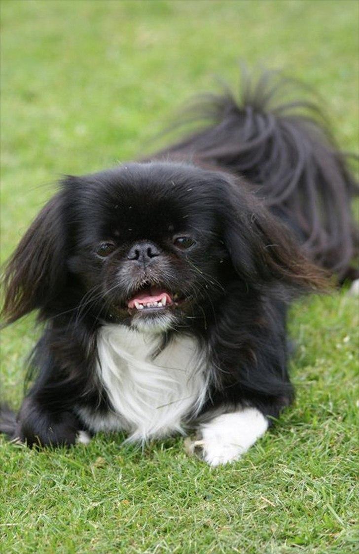 Pekingeser Blackie billede 3