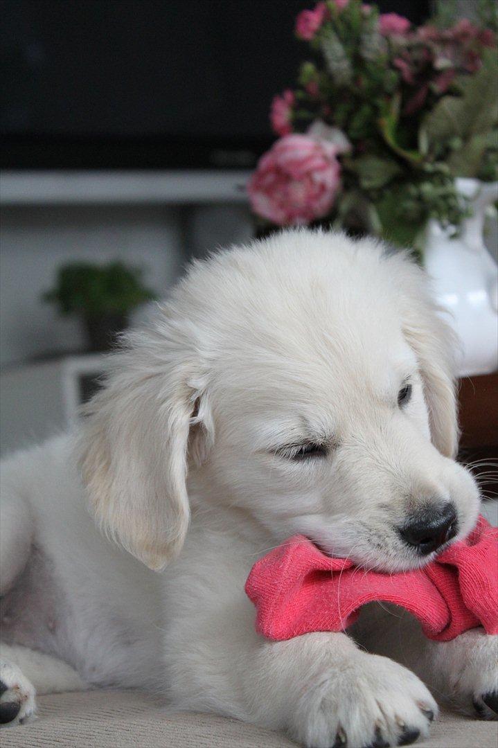 Golden retriever Effie/Zoe - Gumle gumle<3 billede 12
