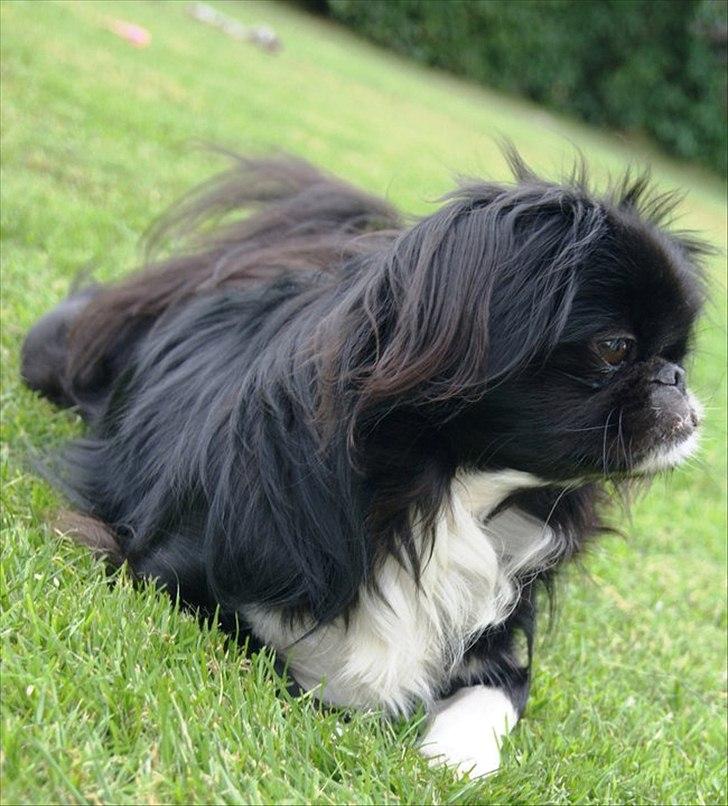 Pekingeser Blackie billede 4
