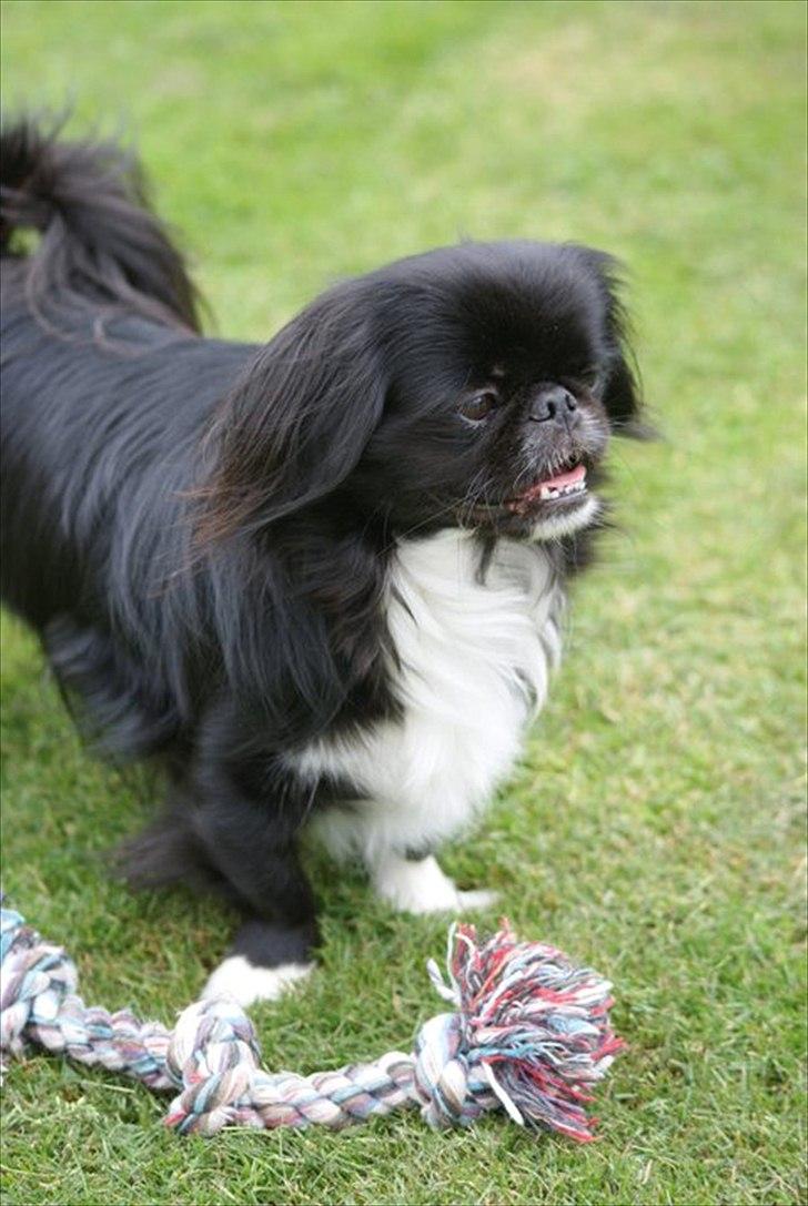 Pekingeser Blackie billede 5