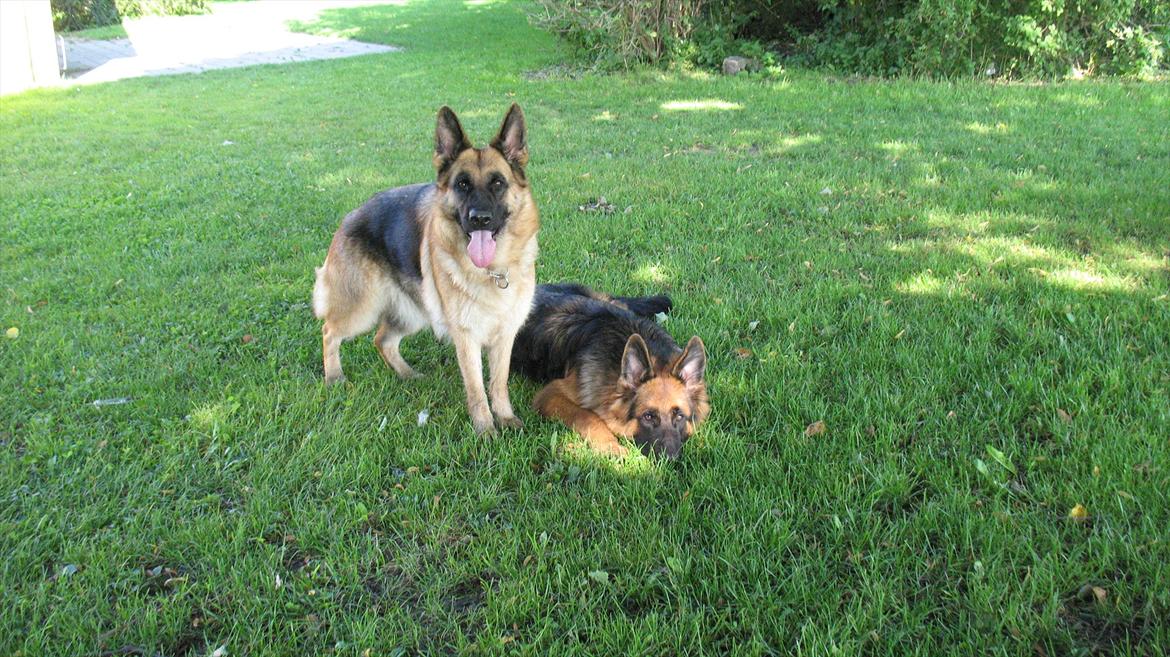 Schæferhund Akacias Quando - Så kom mor på besøg, så må man hellere vise sig fra sin høflige side. billede 16